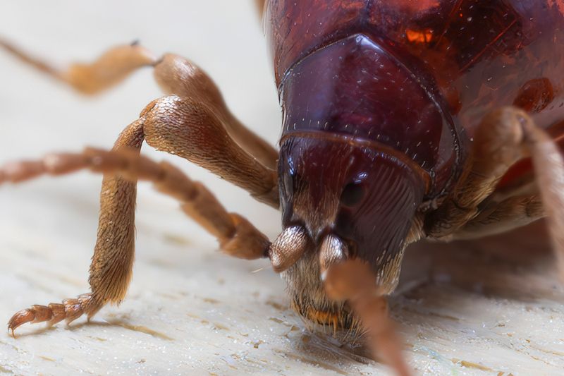 Anobiidae Ptininae - Gibbium Psylloides